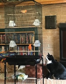 catTV.jpg