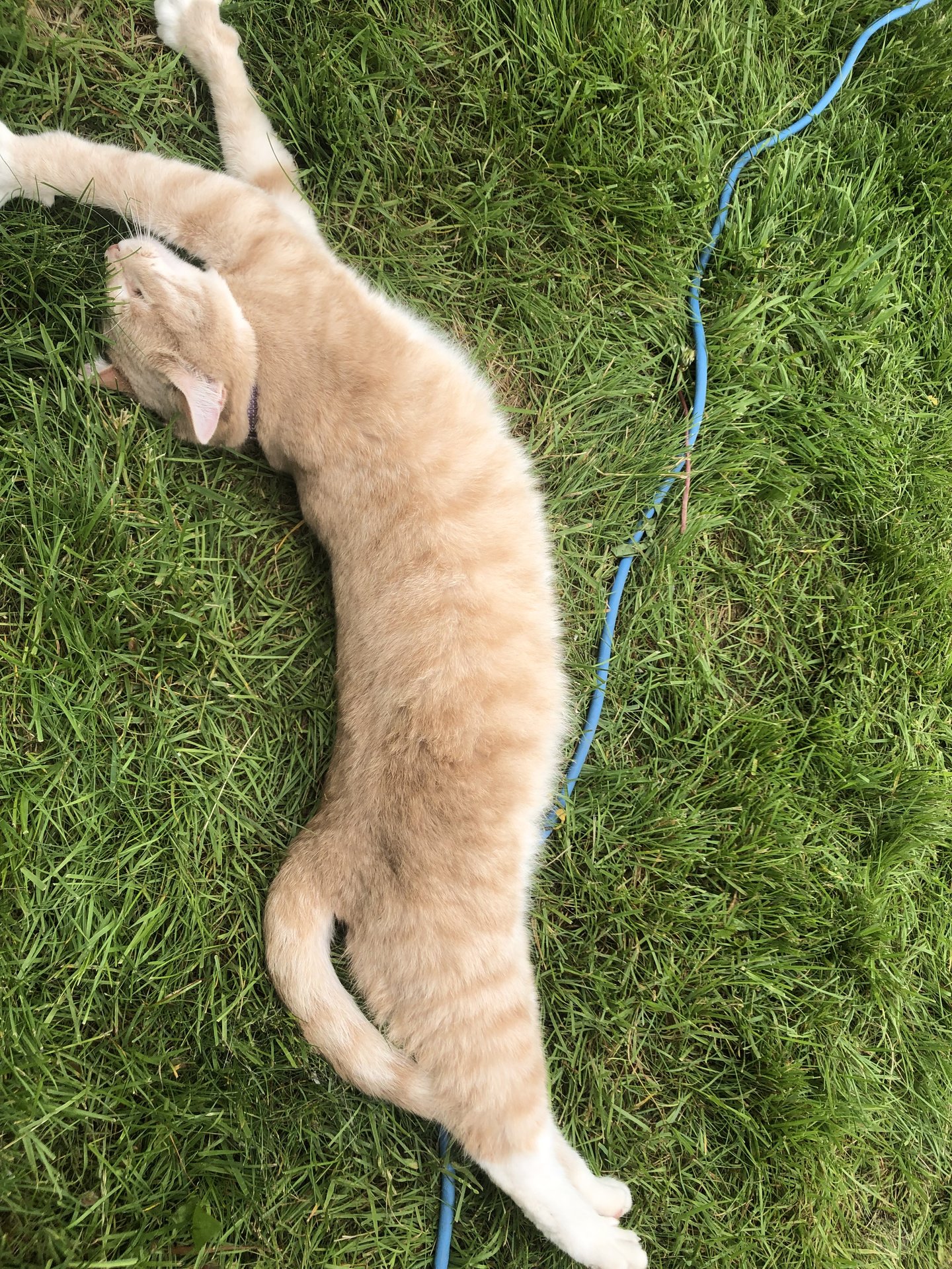 CBD3E088-E8B1-43A5-A963-B23D7AC0E552.jpeg