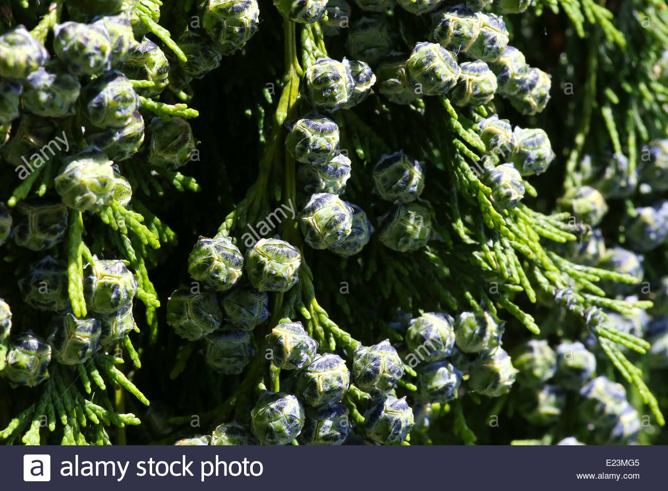 cedar-cypress-leyland-leaf-branch-with-blue-pine-cones-E23MG5.jpg