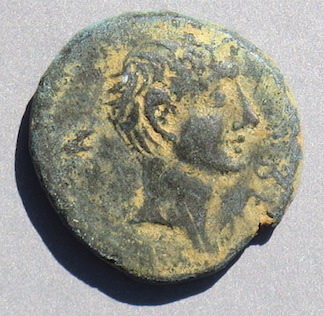 ChalcisZenodorusO40.jpg
