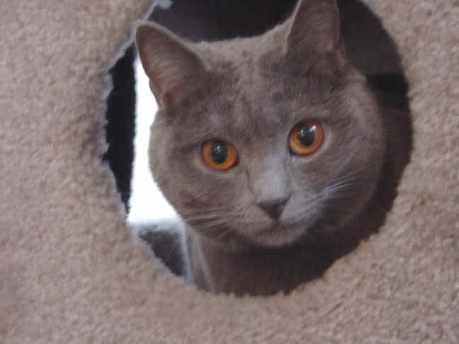 Charlotte in Condo 2.jpg