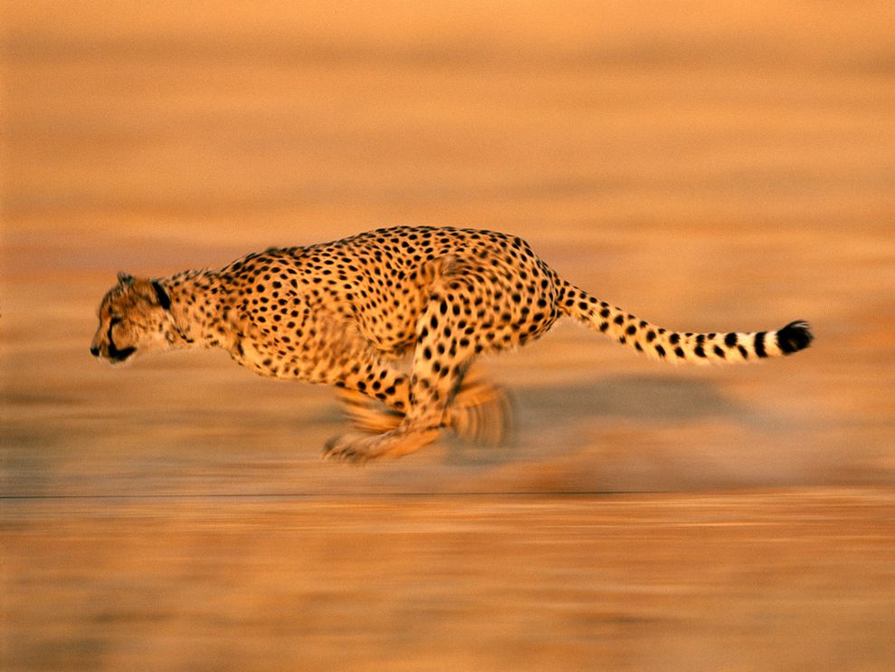 cheetah.jpg