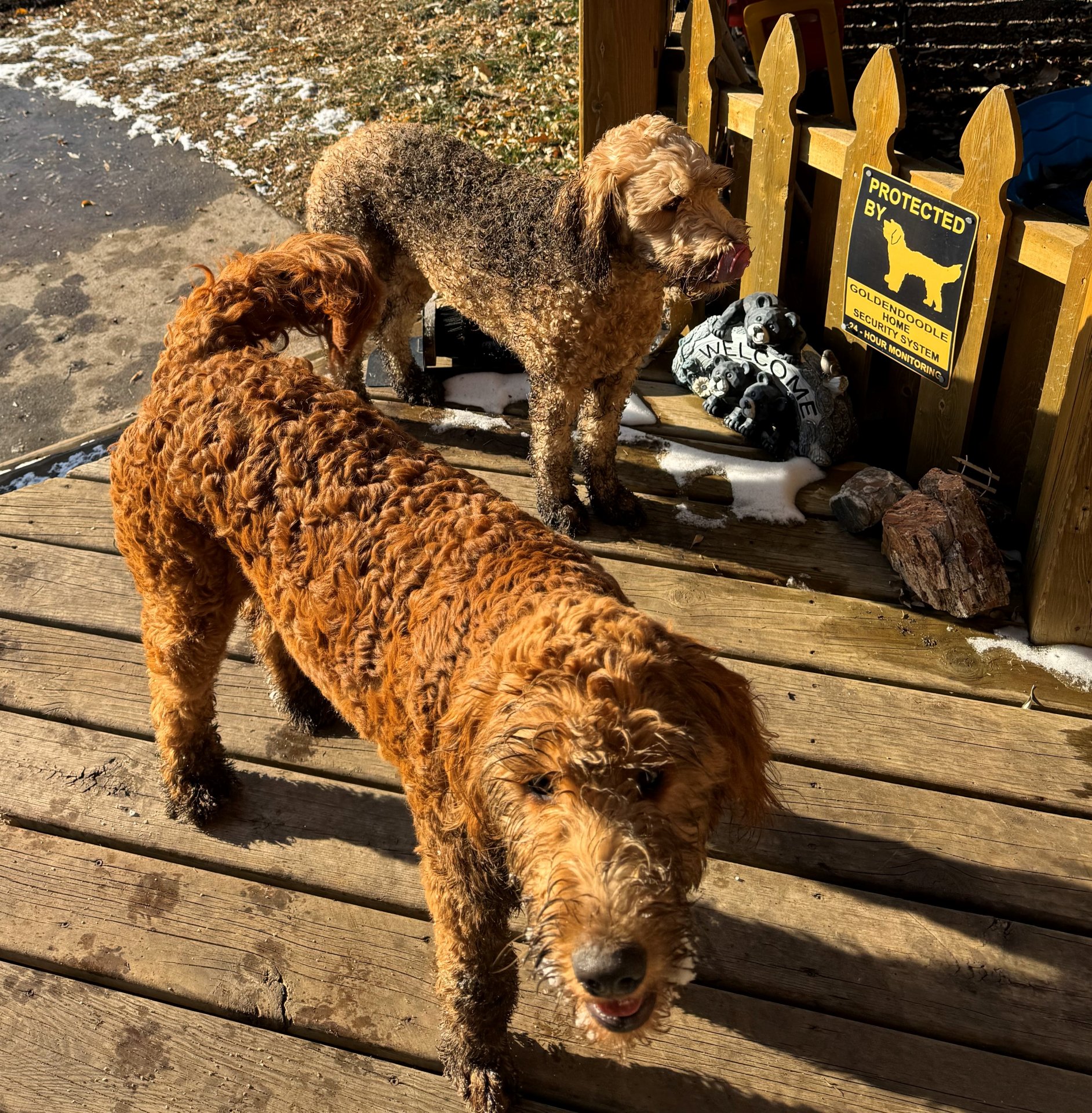 Chesney and Ginger dirty dogs (2).jpg