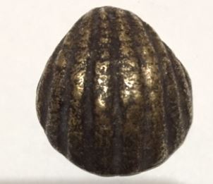 Chestnut R.JPG