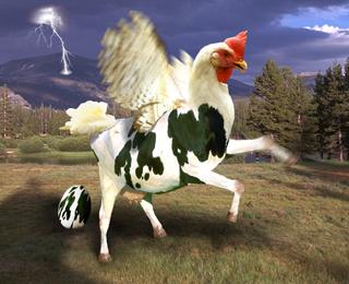 Chicken-Cow.jpg