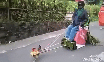 chicken.gif