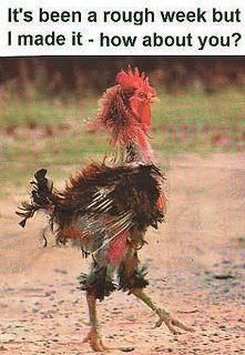 Chicken.jpg