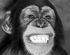 chimpance+riendo.jpg