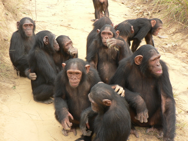 Chimps.jpg