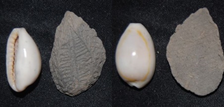 China Cowrie Shell Pottery.jpg