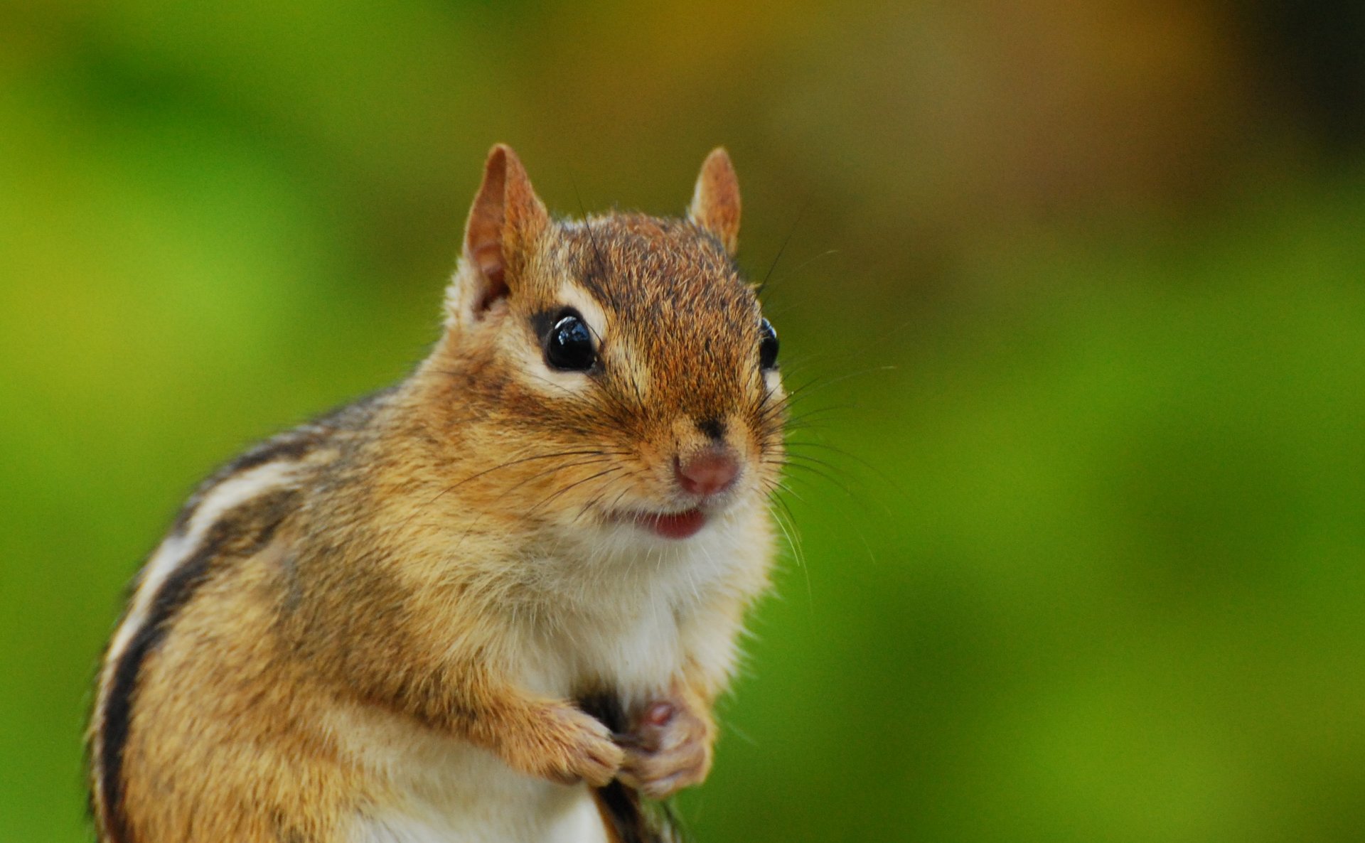 Chipmunk-Photo-Mark-Rounds.jpg