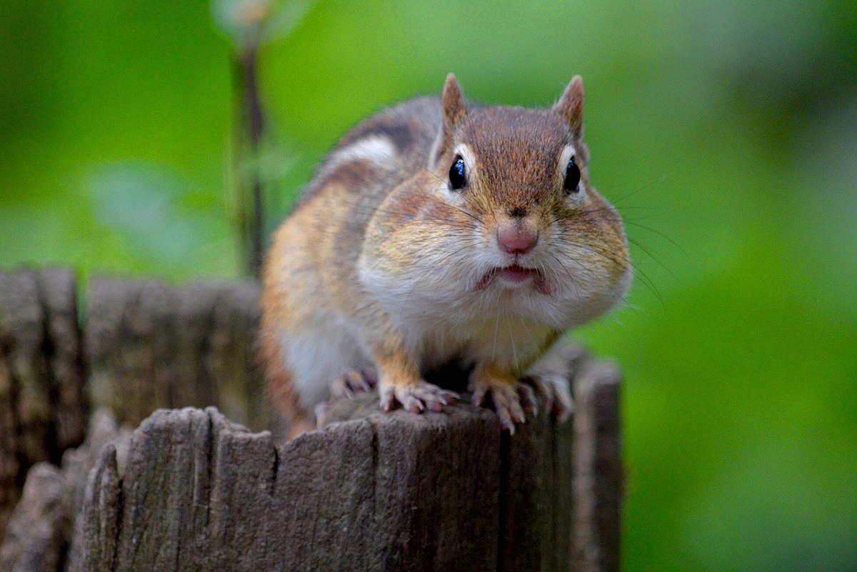 Chipmunk_with_Full_Cheeks.jpg