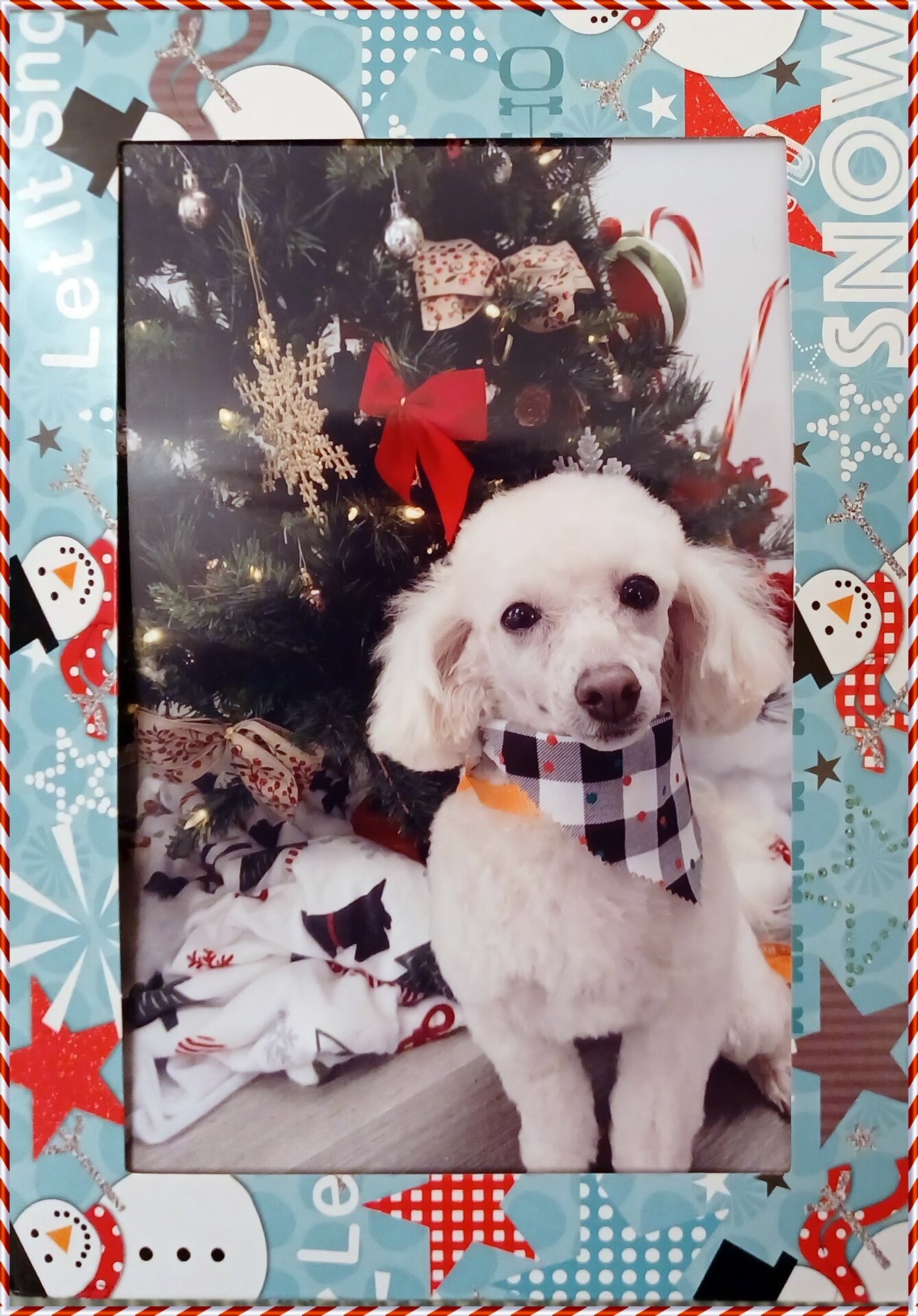 Christmas pic of dog.jpg