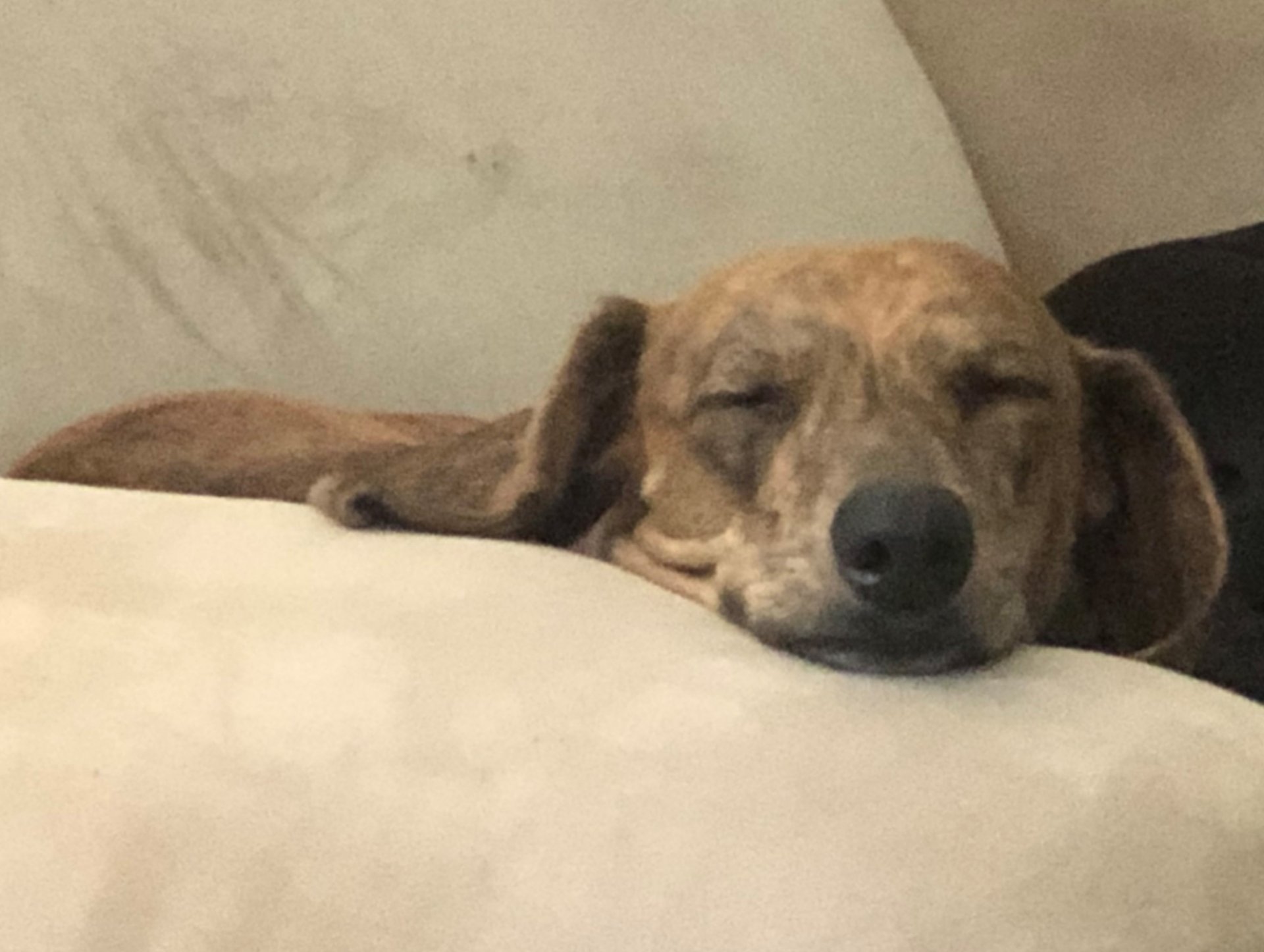 Churro.jpg