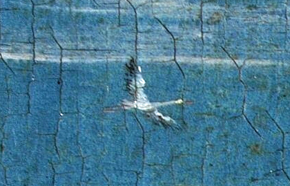 cigogne.jpg
