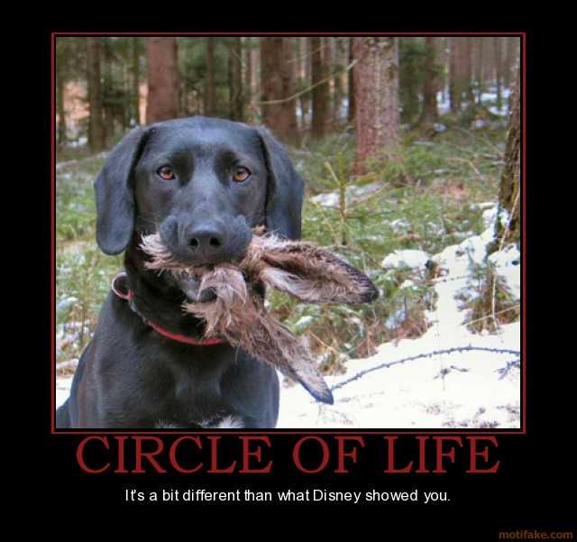 circle-of-life-circle-of-life-disney-different.jpg