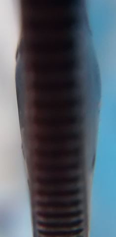 Clad.JPG
