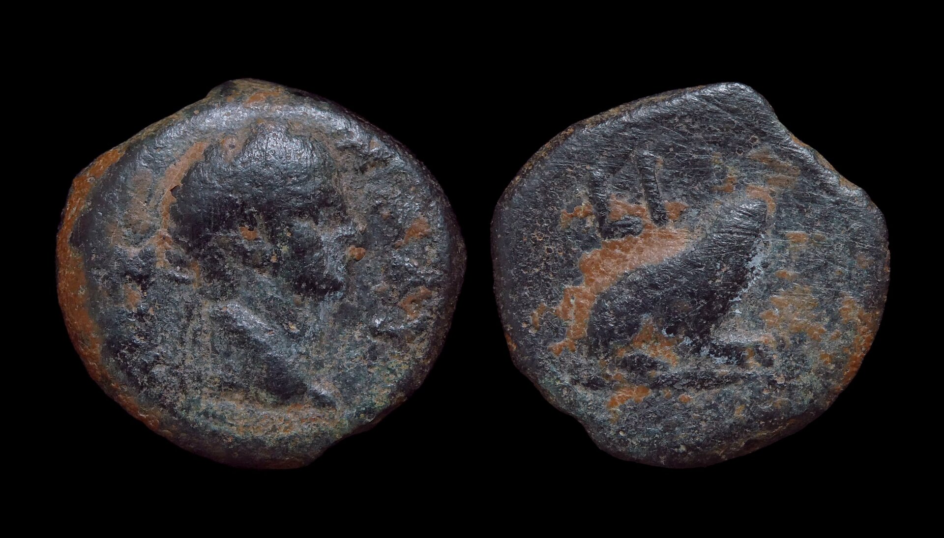 Claudius - Alexandria Dichalkon Frog 4399.JPG