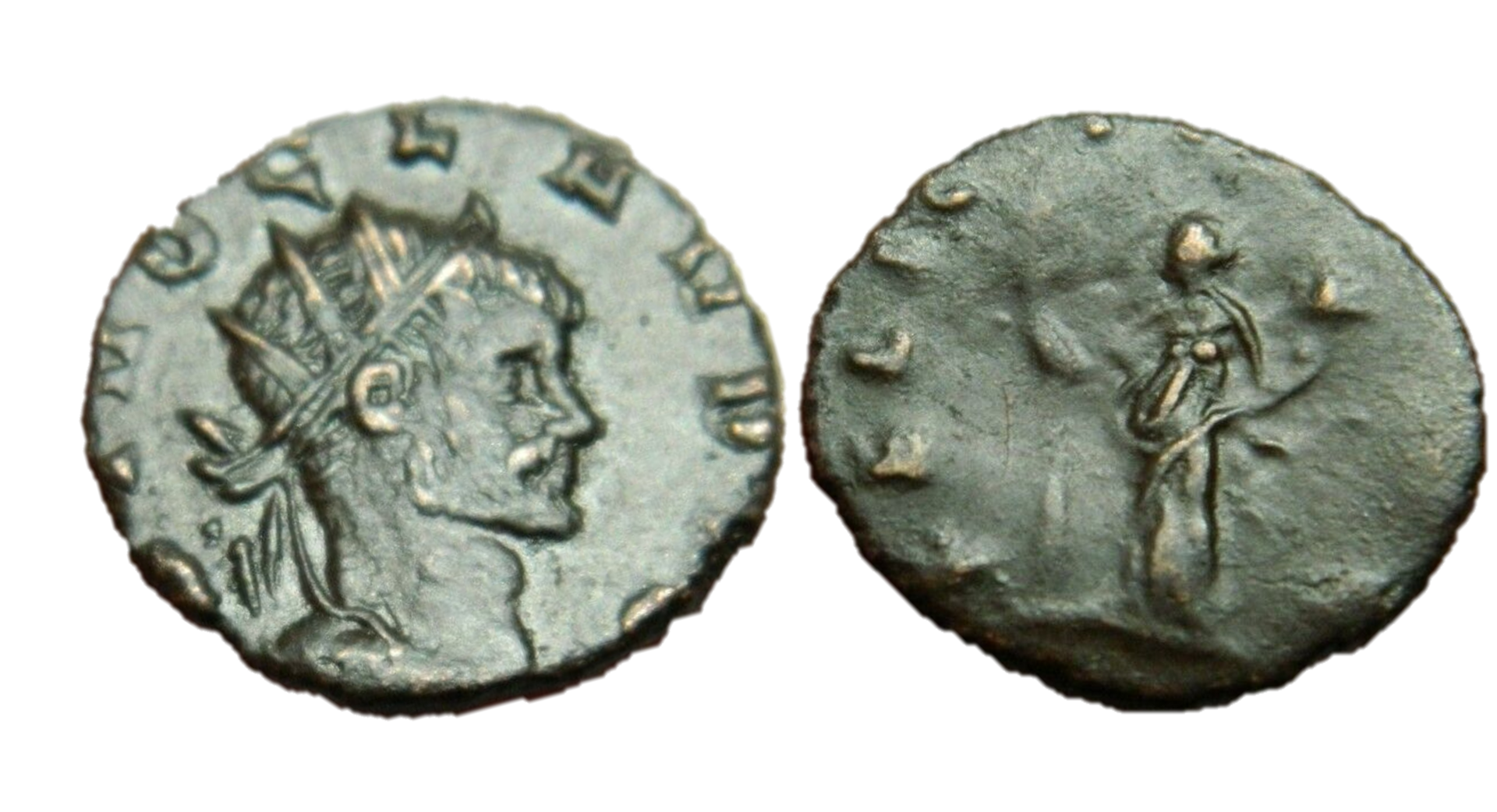 claudius ii mule 3.png