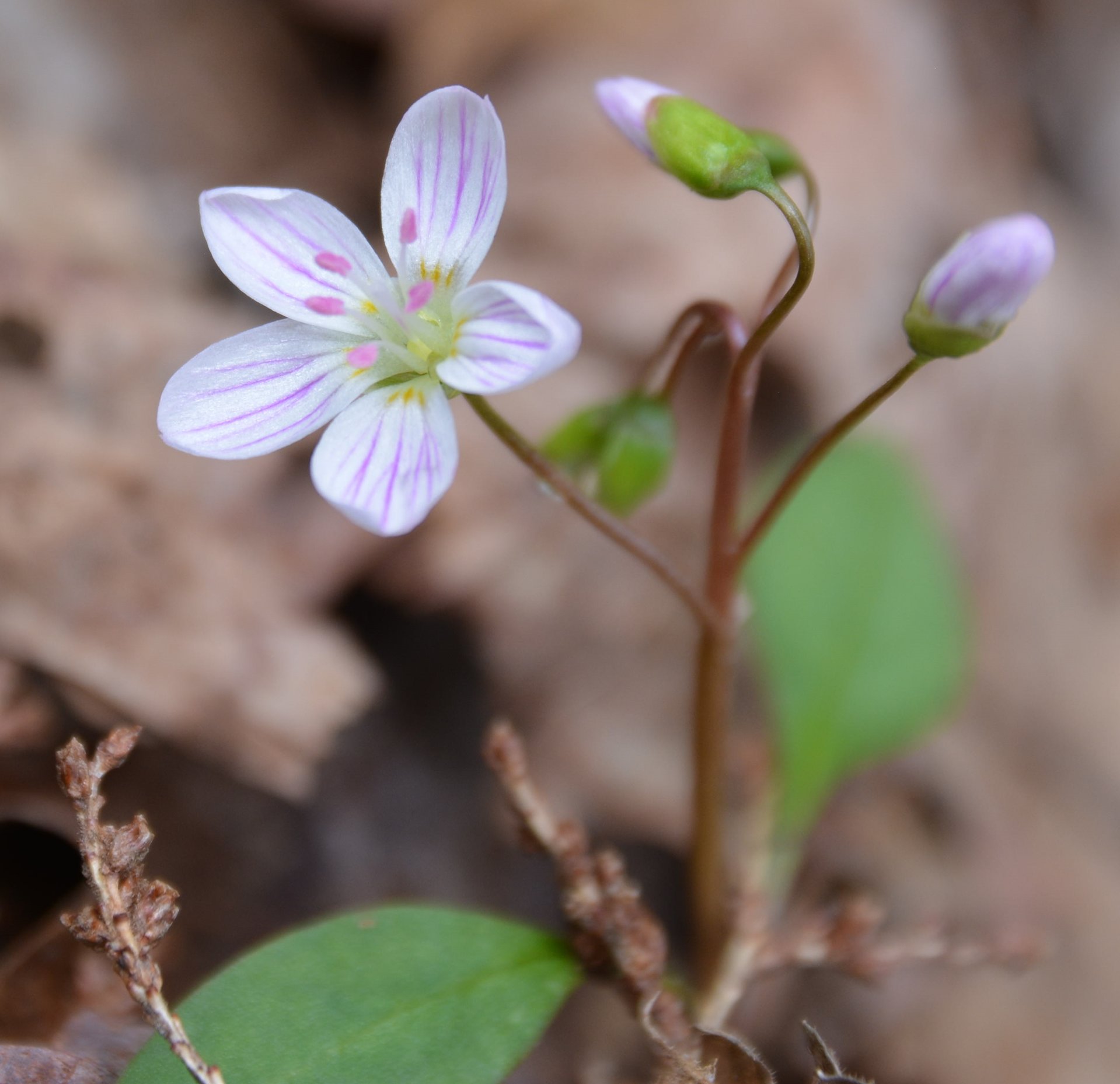 claytonia-close.jpg