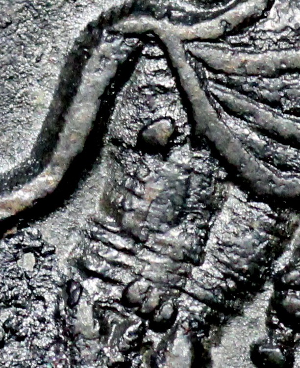 close-up.JPG