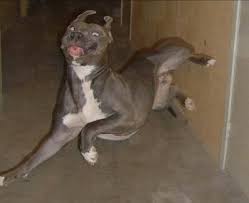 clumsy dog.jpg