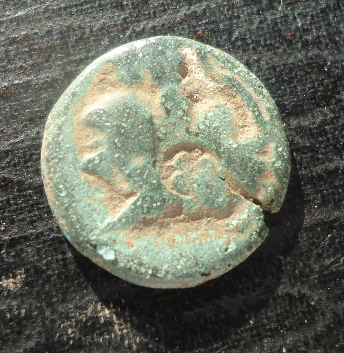 CM - Pamphylia Sheep Knuckles Nov 2019 (0det).JPG
