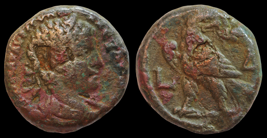 CNG-AlexTet-Unkn-Yr4-EagL-HeadR-WIB.jpg