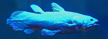 coelacanth.jpg