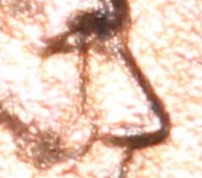 coin 3.jpg