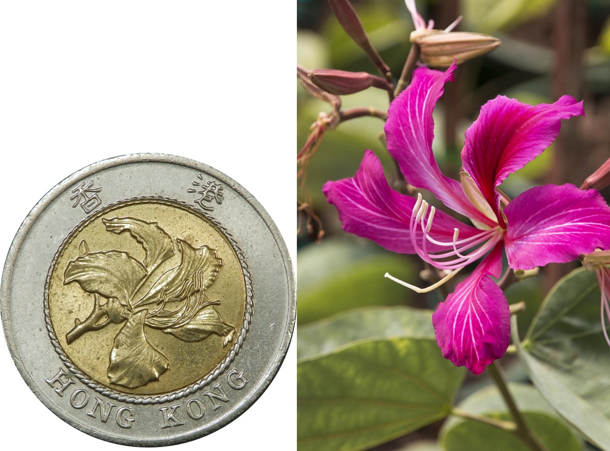 coin and flower.jpg