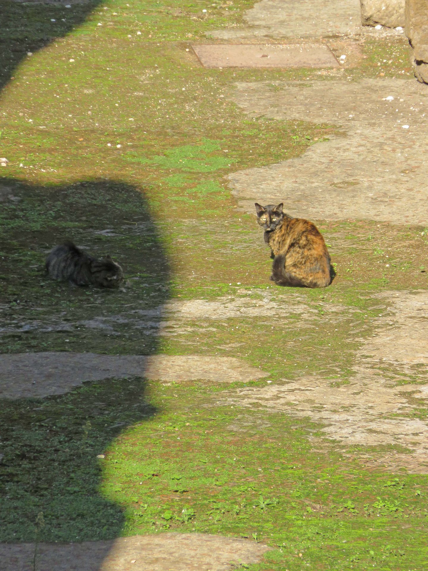Colosseum cats.jpg