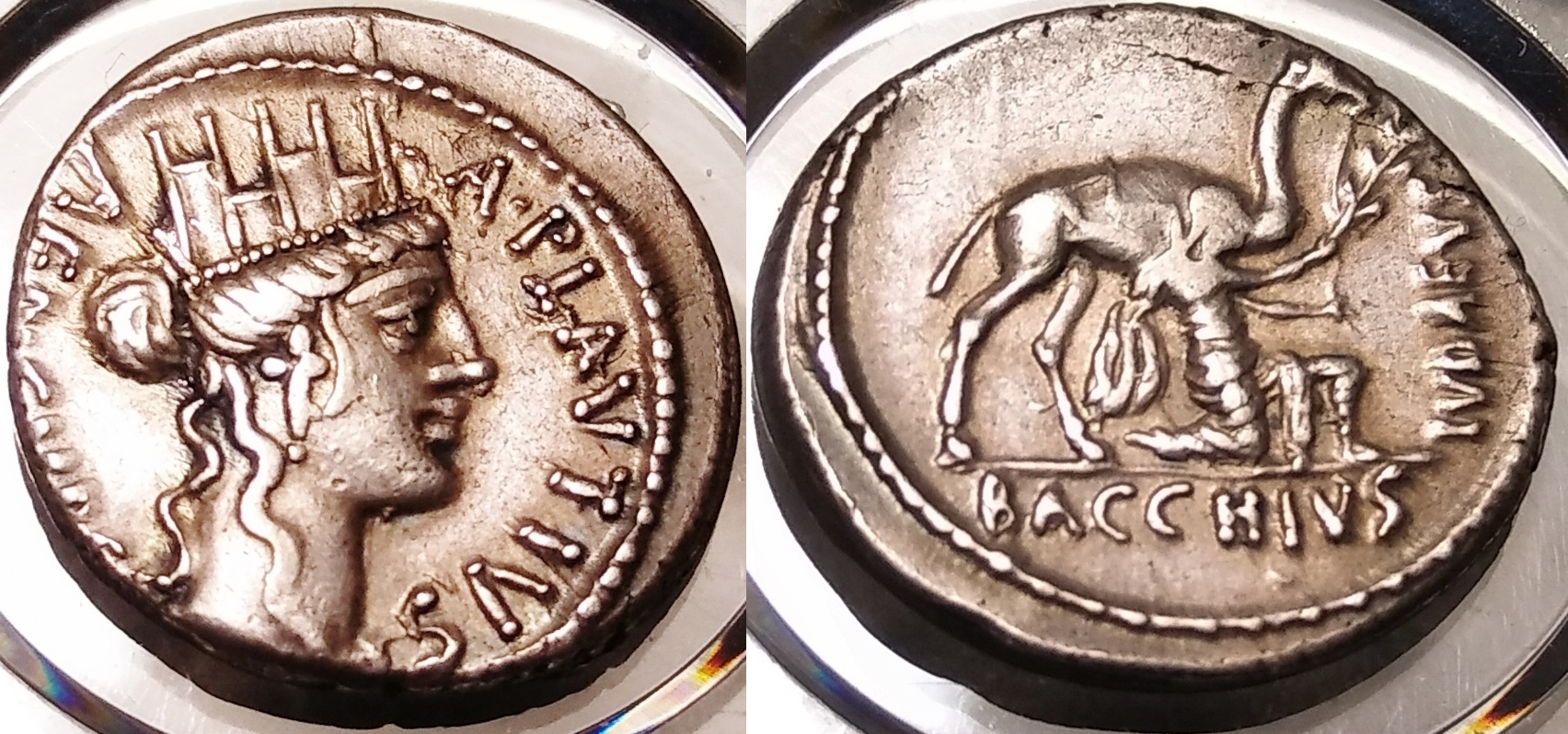 COMBINED Plautius camel (Cybele).jpg