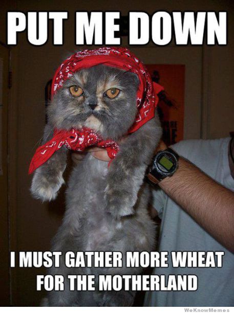 communist-cat-meme (1).jpeg
