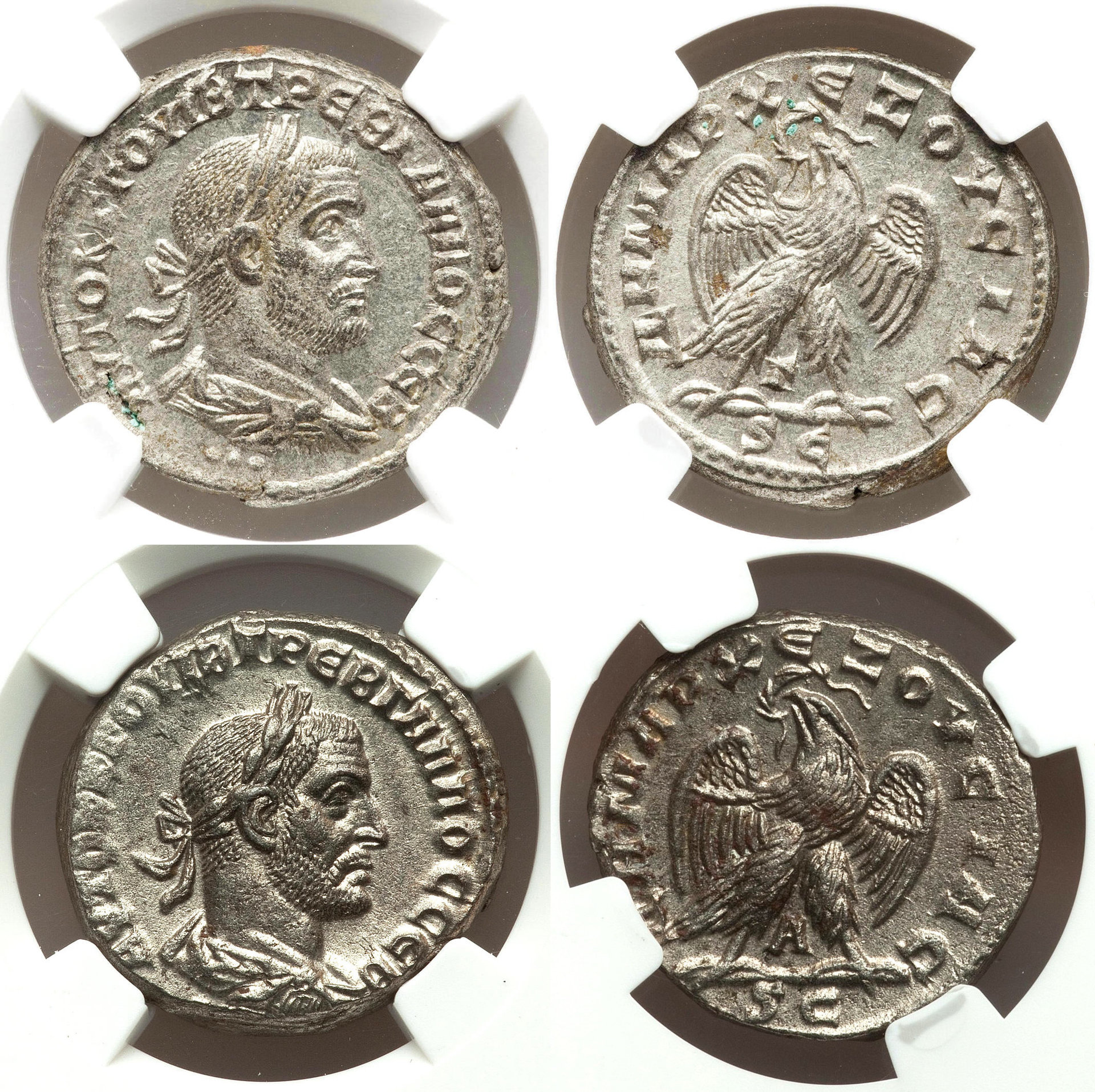 Comparison, Treb. Gallus Tets.jpg