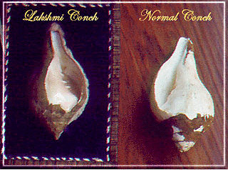 conch6.jpg