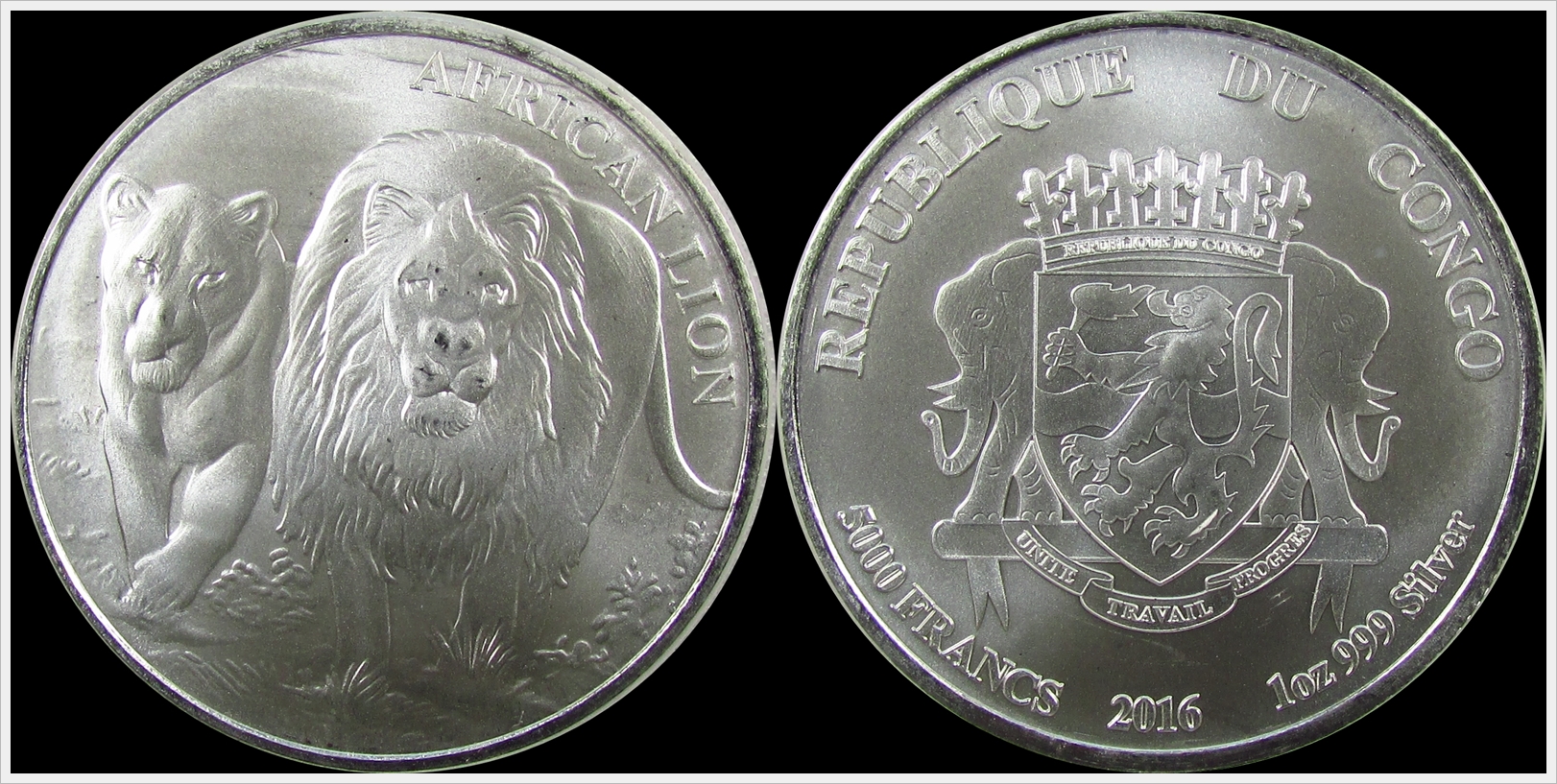 Congo 2016 African Lion.jpg