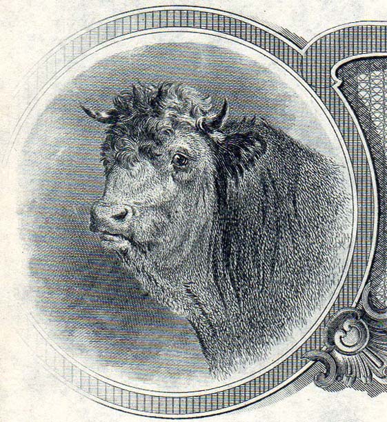 Conley & McTague cow.jpg
