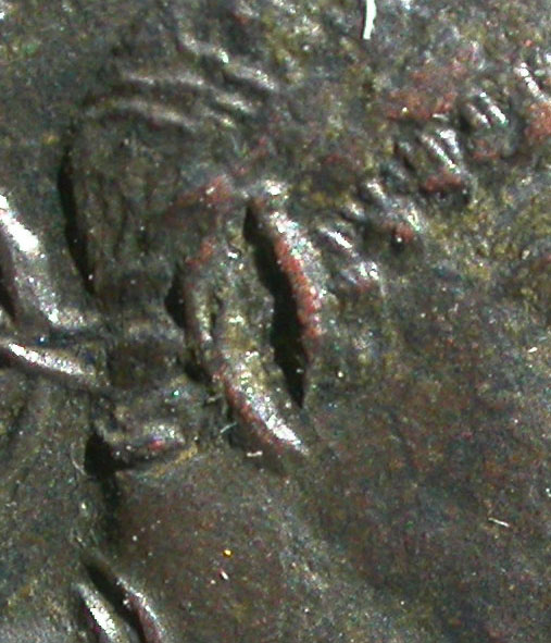 Constantine86ear.jpg