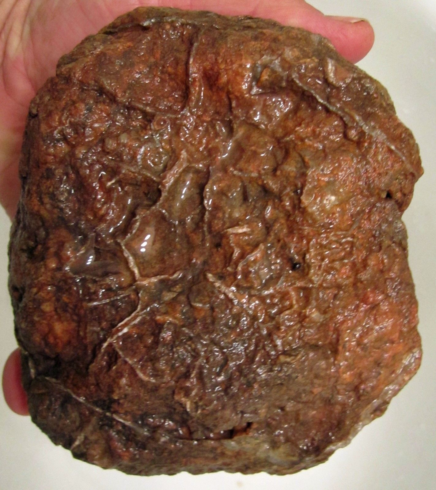 coprolite.jpg