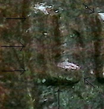 Copy of SingleShot0028.jpg