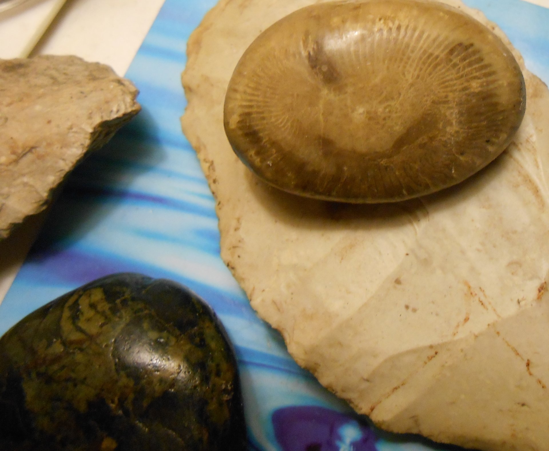 coralsegmentfossil.jpg