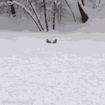 corgi-plow.gif