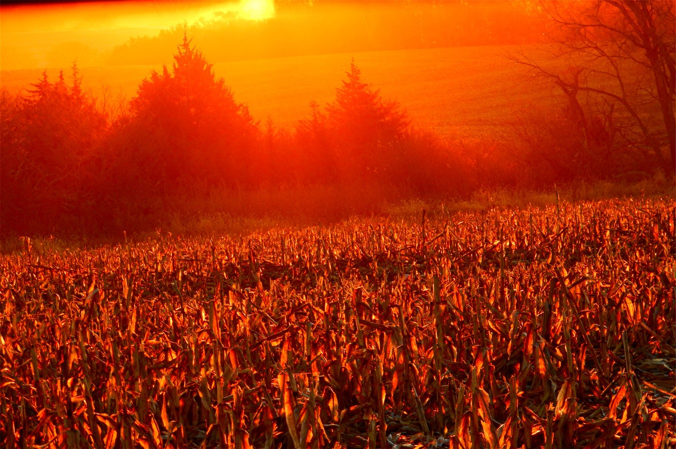 Corn Field from Deer Blind #2   11-15-16.jpg