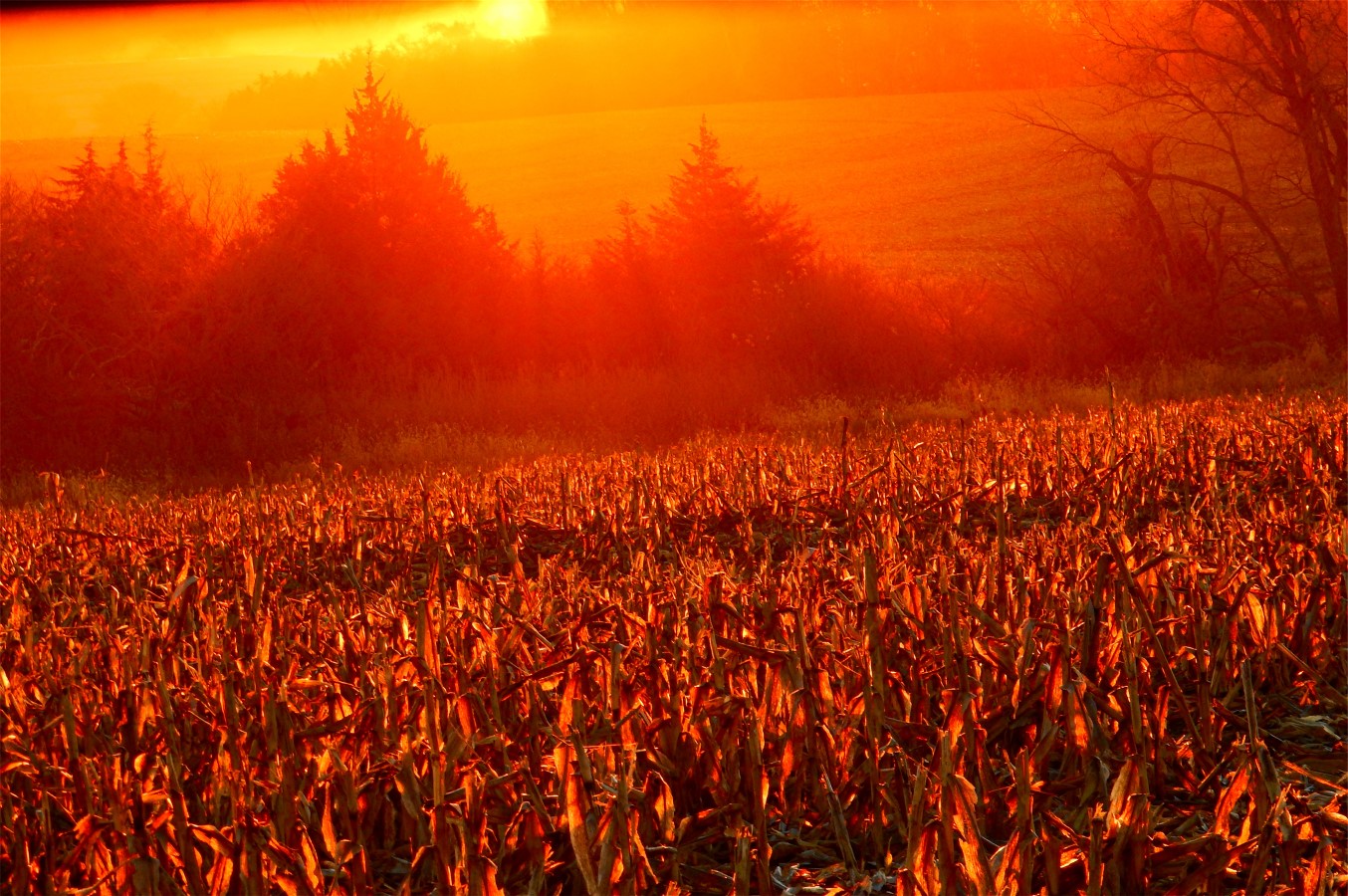 Corn Field from Deer Blind #2   11-15-16.jpg