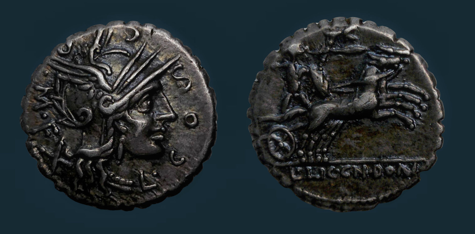 Cosconia denarius Blu.jpg