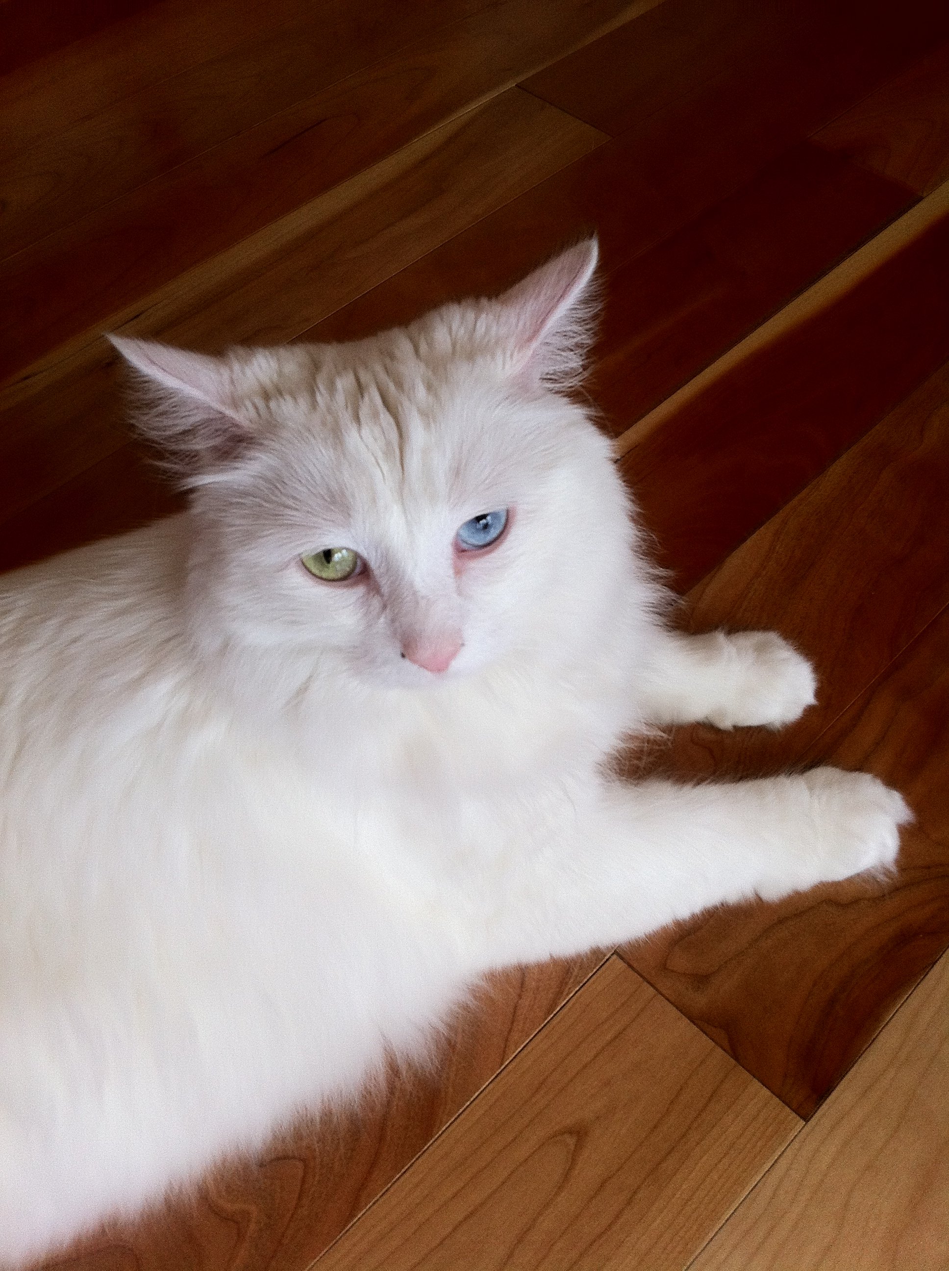 Cotton_eyes_2.JPG