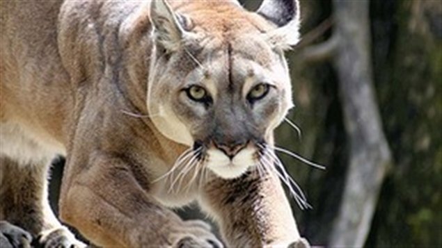 cougar.jpg