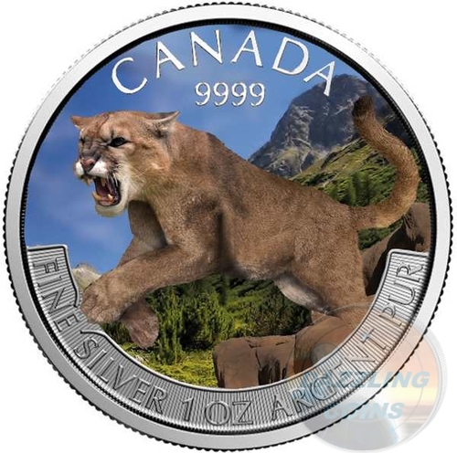 Cougar_2016_colore_forest_dc__67750.1470605563.jpg