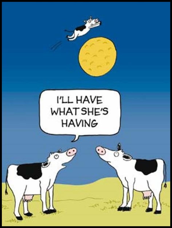 cow.jpg